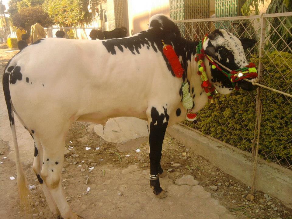 Cow Qurbaani.pk, cow for qurbani, qurbani, qurbani ka janwar, qurbani online, cow qurbani, cow for sale, bakra eid, eid ul azha, goat for sale, bakra mandi, cow sale in pakistan, pakistan goat for sale, pakistan bakra mandi, Pakistani animals, delivery service islamabad, goats for sale in islamabad, bakra for sale in rawalpindi, bakra mandi rawalpindi, Goat qurbani, Bakra Qurbani
