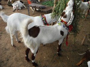 About Us Qurbaani.pk, cow for qurbani, qurbani, qurbani ka janwar, qurbani online, cow qurbani, cow for sale, bakra eid, eid ul azha, goat for sale, bakra mandi, cow sale in pakistan, pakistan goat for sale, pakistan bakra mandi, Pakistani animals, delivery service islamabad, goats for sale in islamabad, bakra for sale in rawalpindi, bakra mandi rawalpindi, Goat qurbani, Bakra Qurbani